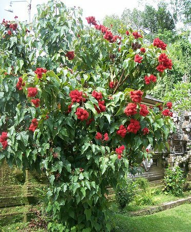 Orleaanbaum (Bixa orellana)