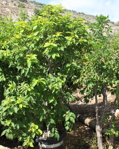 Erdnussbaum (Bunchosia argentea)