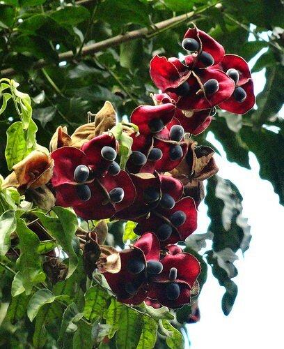 Schwarzer Perlenbaum (Majidea zanguebarica)