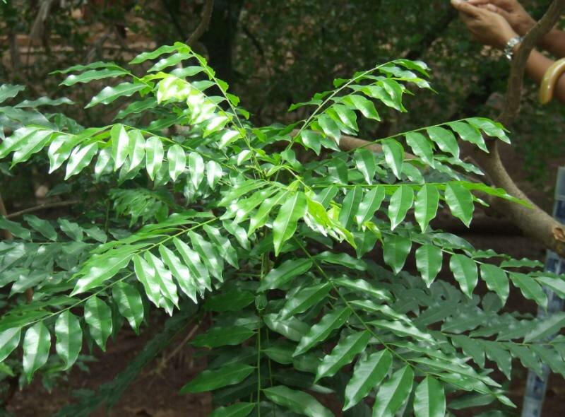 Schwarzer Perlenbaum (Majidea zanguebarica)