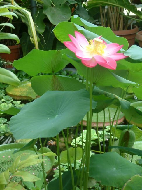 Indischer Lotus (Nelumbo nucifera)