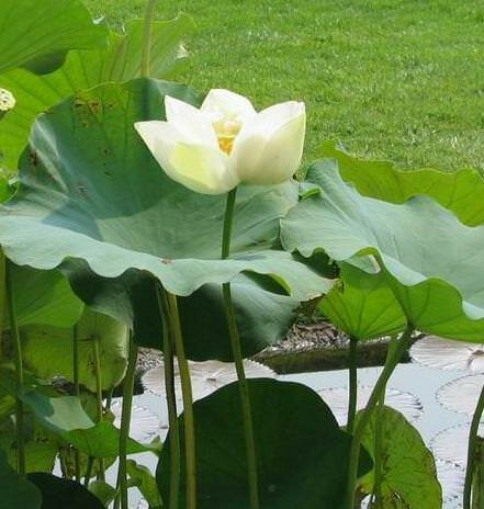 Wei&szlig;e Indische Lotusblume (Nelumbo nucifera 'alba')