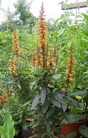 Kanarische Fingerhutpflanze (Isoplexis canariensis)