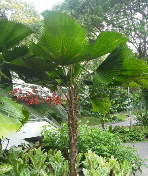 Vanuatu-F&auml;cherpalme (Licuala grandis)