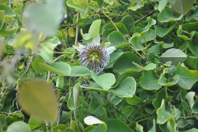 Passionsblume (Passiflora actinia)