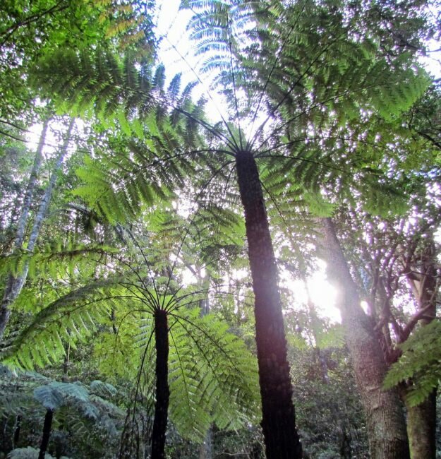 Baumfarn (Cyathea australis)