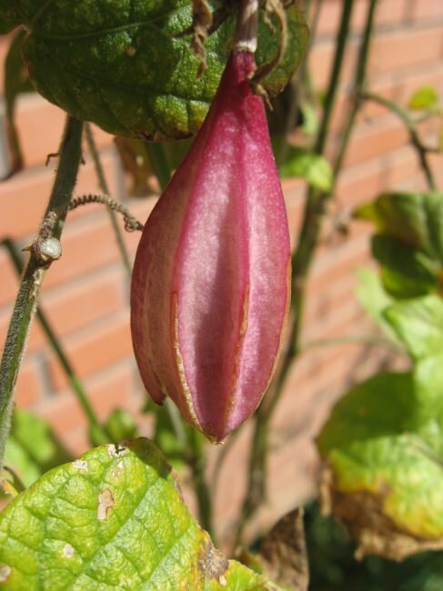 Passionsblume (Passiflora capsularis)