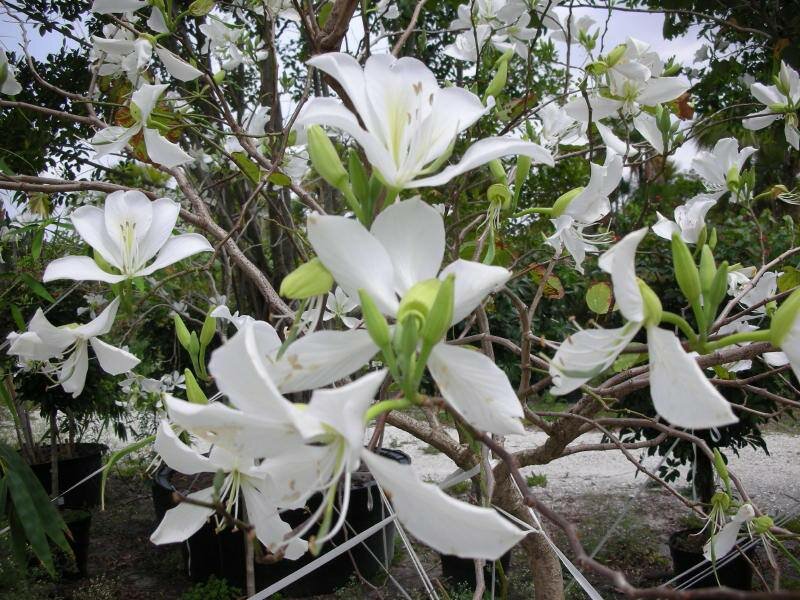 Wei&szlig;er Orchideenbaum (Bauhinia variegata 'candida')