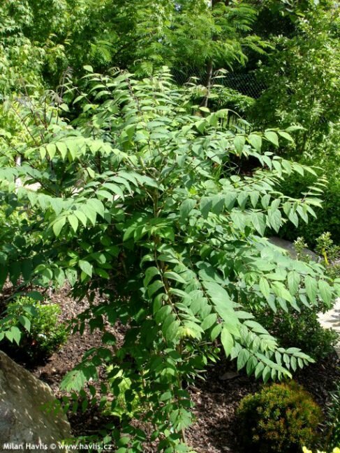 Gurkenstrauch (Decaisnea fargesii)