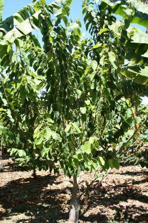 Cherimoya (Annona cherimola)
