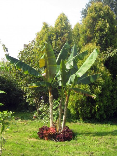 Rotgestreifte Darjeeling-Banane (Musa sikkimensis 'Red Flash')
