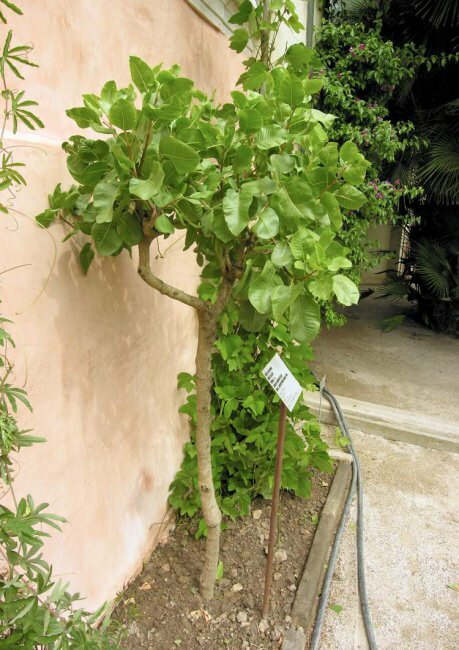 Pistazie (Pistacia vera)