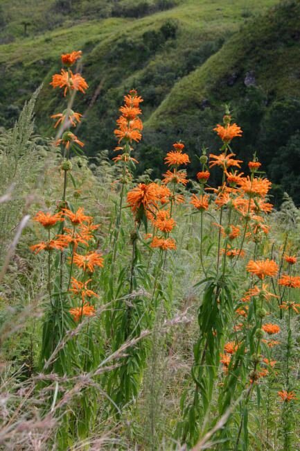L&ouml;wenohr (Leonotis leonurus)