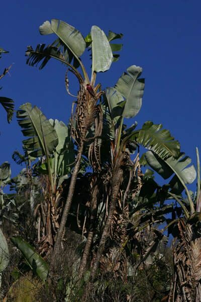 Bergparadiesvogelblume (Strelitzia caudata)