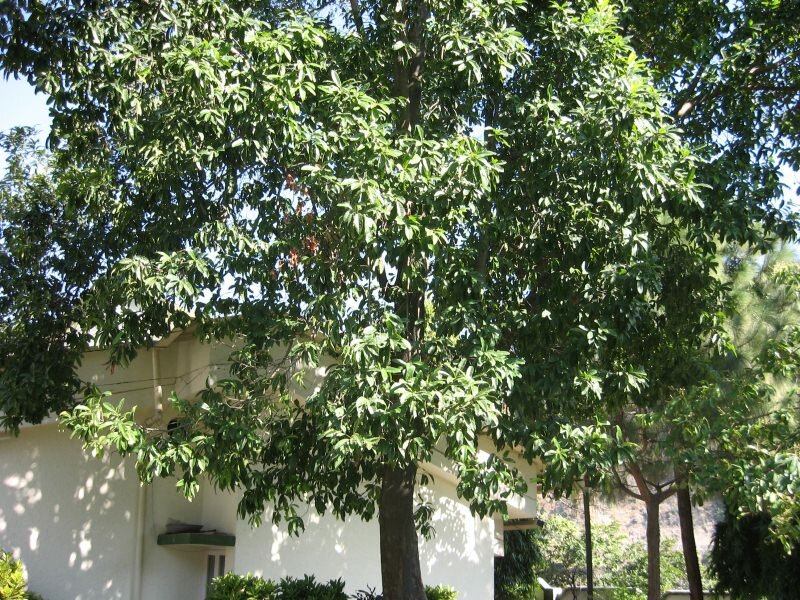 Rudraksha (Elaeocarpus ganitrus)
