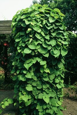 Gro&szlig;bl&auml;ttrige Pfeifenblume (Aristolochia macrophylla)