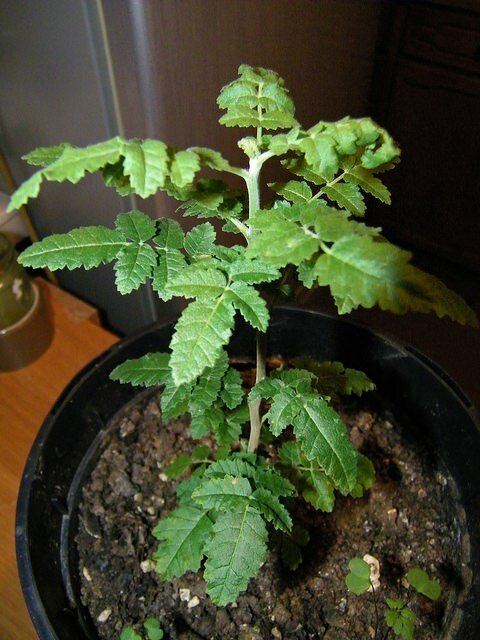 Weihrauchbaum (Boswellia sacra)
