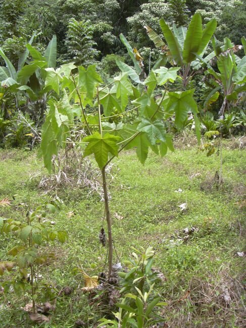 Kemirin&uuml;sse (Aleurites moluccana)