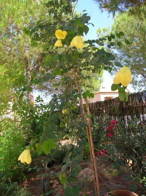 Gelber Orchideenbaum (Bauhinia tomentosa)