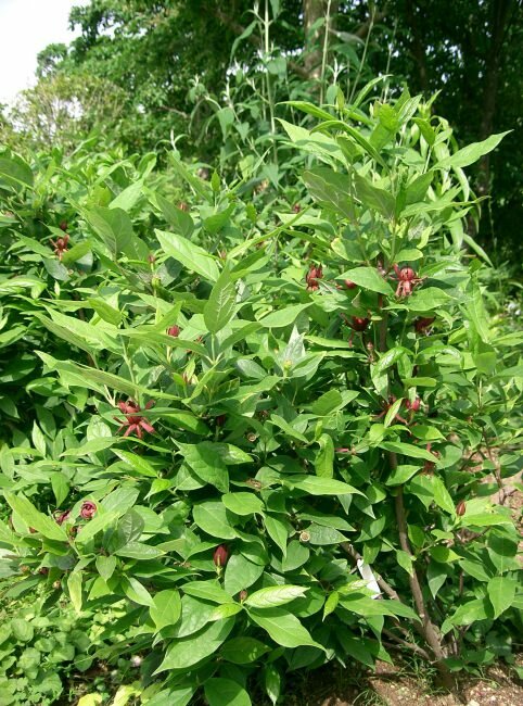 Gew&uuml;rzstrauch (Calycanthus floridus)