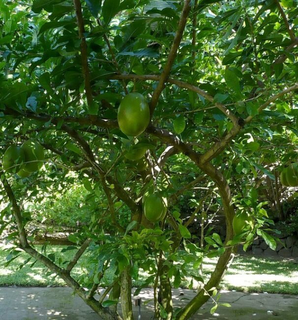 Kalebassenbaum (Crescentia cujete)
