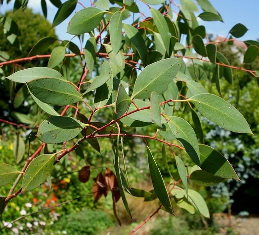 Tasmanischer Schneeeukalyptus (Eucalyptus coccifera)