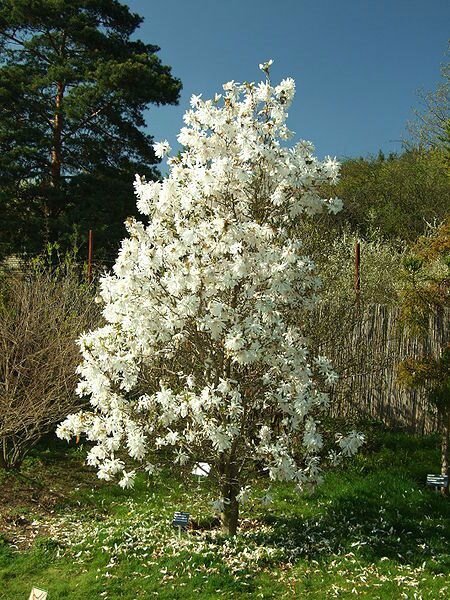 Sternmagnolie (Magnolia stellata)