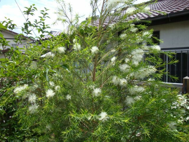 Australischer Teebaum (Melaleuca alternifolia)