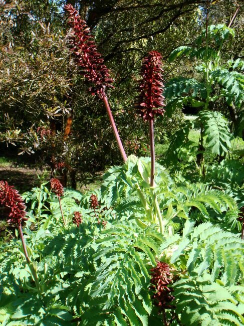 Gro&szlig;e Honigblume (Melianthus major)