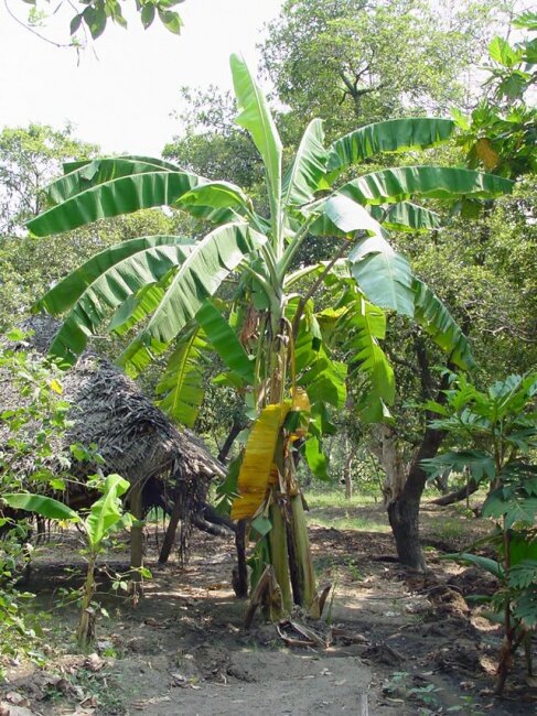 Plantagenbanane (Musa x paradisiaca)