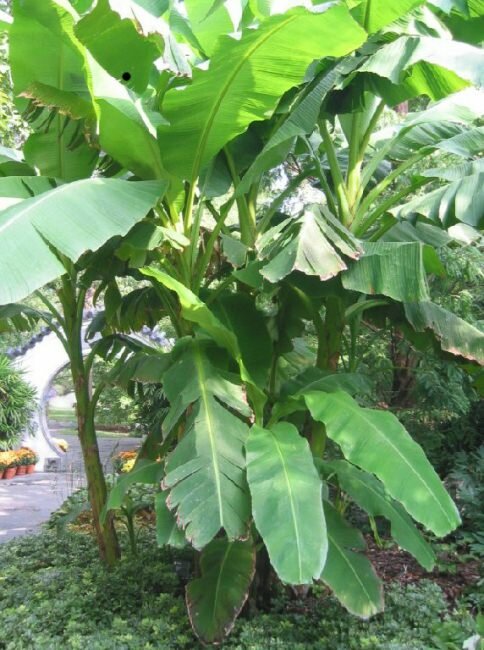 Plantagenbanane (Musa x paradisiaca)