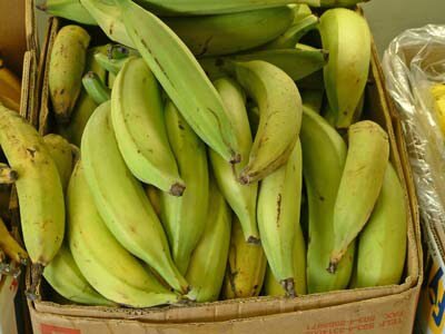 Plantagenbanane (Musa x paradisiaca)
