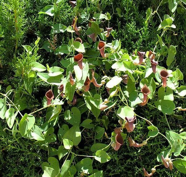 Portugiesische Pfeifenblume (Aristolochia baetica)