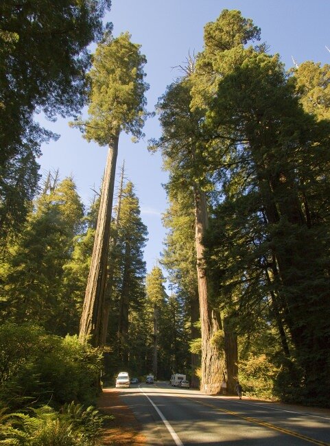 K&uuml;stenmammutbaum (Sequoia sempervirens)