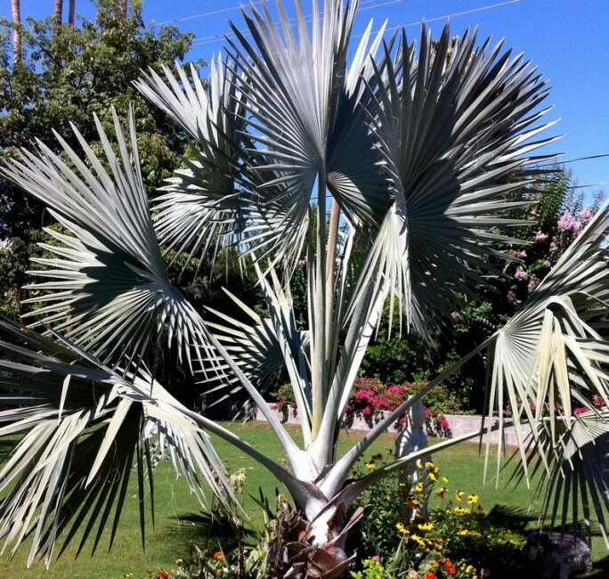 Bismarckpalme (Bismarckia nobilis)