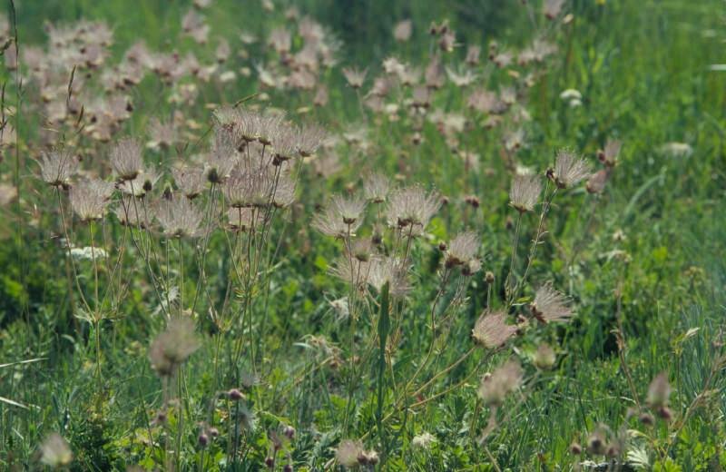 Pr&auml;rie-Rauch (Geum triflorum)