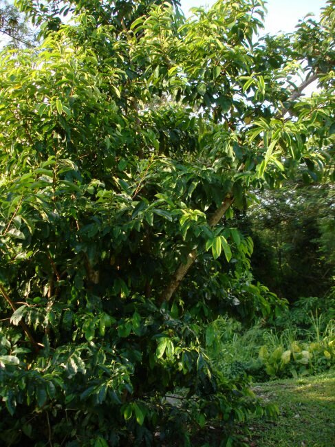 Zitronatzitrone (Annona muricata)