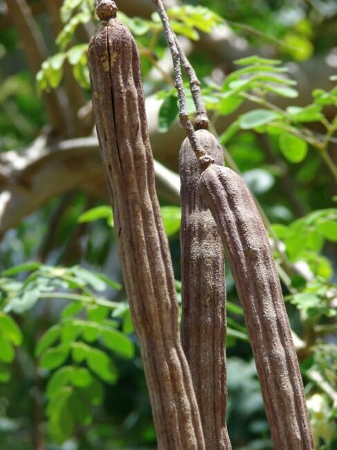 Moringa (Moringa oleifera)