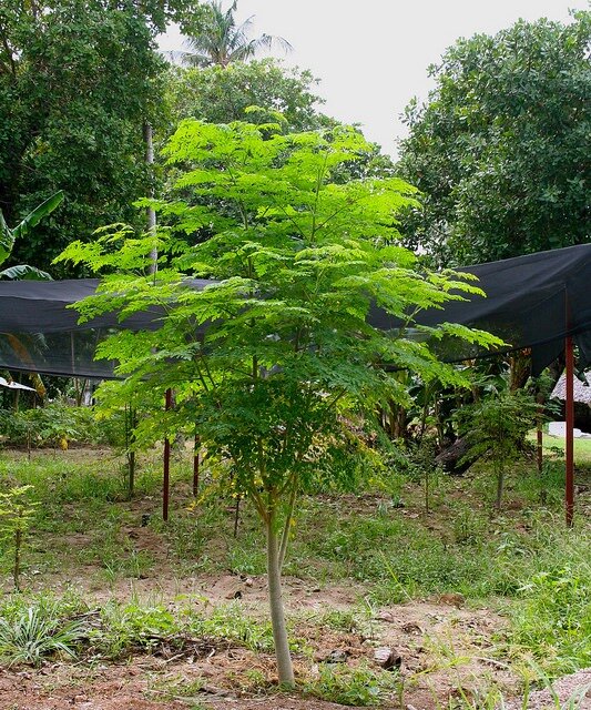 Moringa (Moringa oleifera)