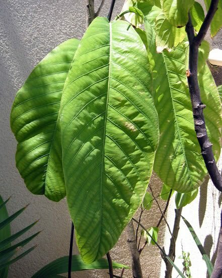 Baum-Passionsblume (Passiflora macrophylla)