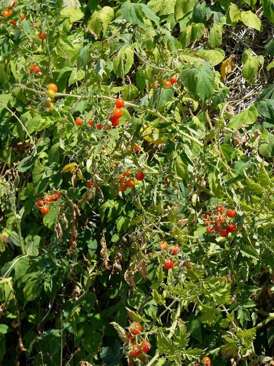 Wilde Tomate (Solanum pimpinellifolium)