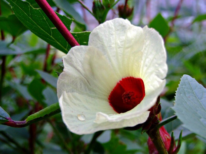 Roselle (Hibiscus sabdariffa)