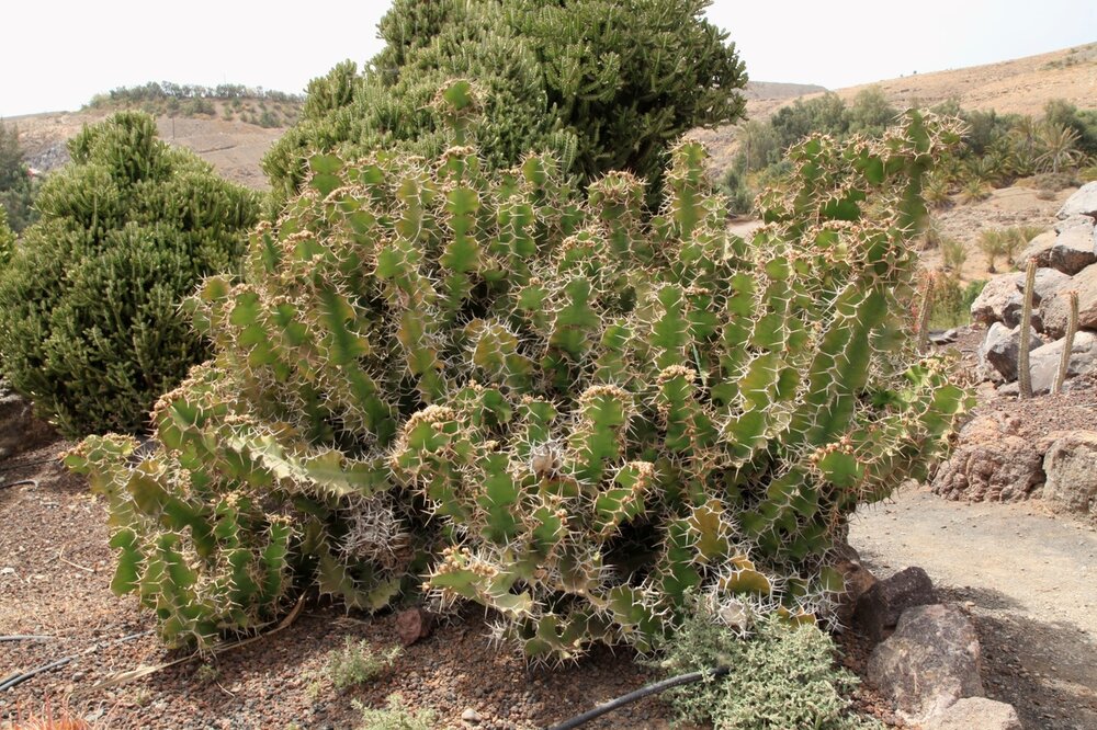 Kuhhorn-Euphorbie (Euphorbia grandicornis)