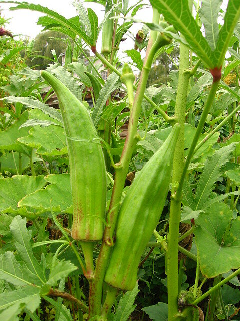Okra (Abelmoschus esculentus)