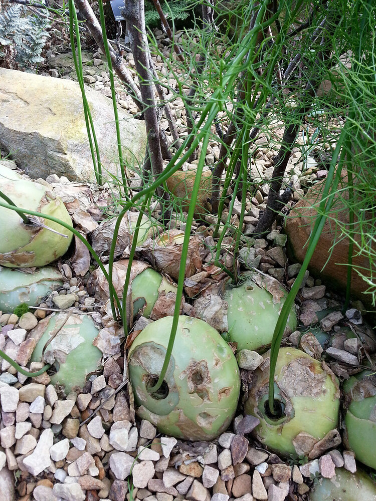 Kletterzwiebel (Bowiea volubilis)