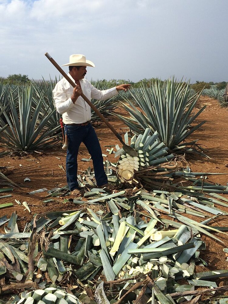 Tequila-Agave (Agave tequilana)