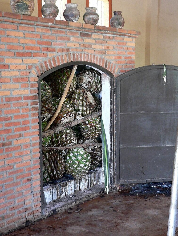 Tequila-Agave (Agave tequilana)