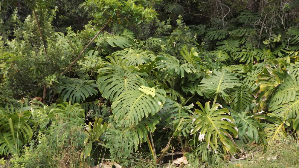 Lochpflanze (Monstera deliciosa)