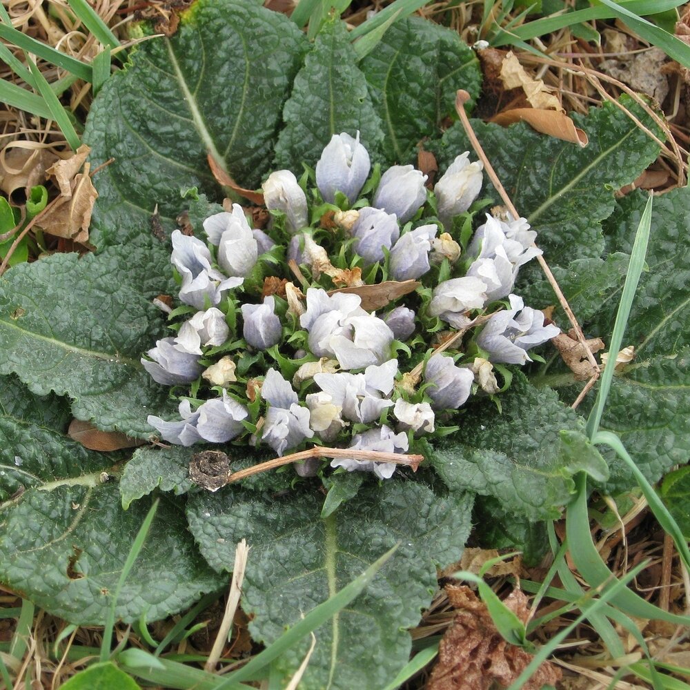 Alraune (Mandragora officinarum)