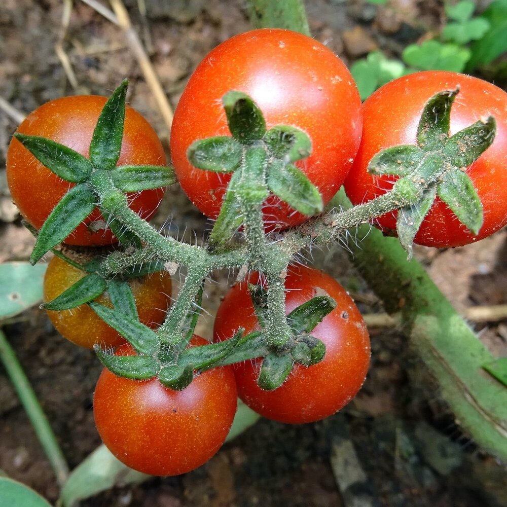 Wilde Tomate (Solanum pimpinellifolium)